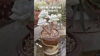 다육식물 #환엽블러쳐스 #청주다육 #多肉植物  #succlents #두둘레야