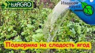 СМОРОДИНА и КРЫЖОВНИК СЛАДКИЕ КАК МЁД. Нужно всего 3 ингредиента для этой простой подкормки.