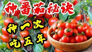 种番茄 种西红柿 西红柿种植这样种才会高产 樱桃番茄种一次吃五年 How to Grow Cherry Tomatoes Guide Plant Once Harvest for Years