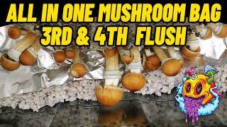 All In One Mushroom Bag 3rd & 4th Flush + How To Rehydrate For More Flushes (My First Time)