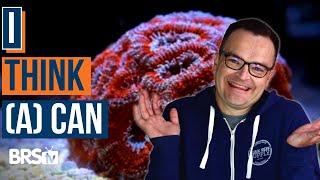 MORE Coral Choices for Reef Tank Beginners! EP: 43b