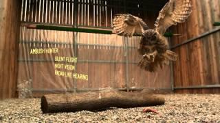 WATCH: World's Largest Owl in Super Slow Motion