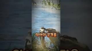 악어와 뱀이 싸우면 어떻게 될까? 악어의 압도적인 화력 ㄷㄷ #동물