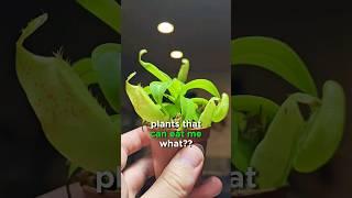 CRAZY Carnivorous Plants  #carnivorousplant #sundew #nepenthes #flytrap #fyp #viral