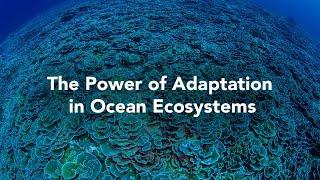 The Power of Adaptation in Ocean Ecosystems