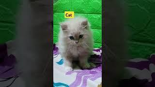 Kucing lucu #cat #kucing #mocy #fyp #shortvideo #pets #cute #mycat #cutecate #cat #funnycate #funny