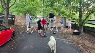 Some old memories of my time working at Doggy Daycare Farm Trips