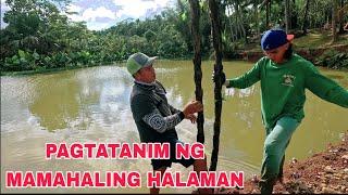 Itlog ng mga manok sa bukid pinakyaw ng FOLLOWERS Pagtatanim ng halaman sa mini lake