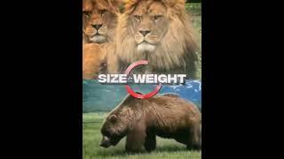 Grizzly bear VS Barbary lion #shorts #lion #bears