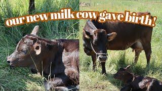 We got a milk cow and she had her calf! My first time milking cows!