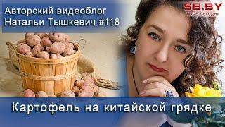 Китайский метод выращивания картофеля - 24 кг с клубня