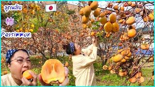 ลูกพลับญี่ปุ่นดกม๊าก  หวานกรอบ! 柿 Persimmon Japan 