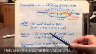 A Summary of DNA by C Kohn
