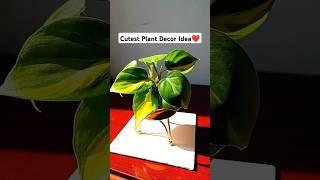 Unique way to grow Money Plant easily#shorts#youtube shorts#viral video#trending#kasturi