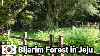 [Korea76] Beautiful Bijarim Forest in Jeju island