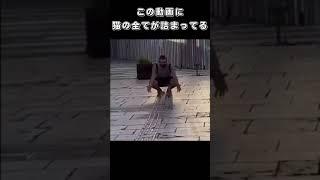 この動画に猫の全てが詰まってる