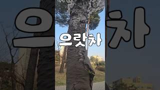 #왕벚나무 #붕대 #벚꽃