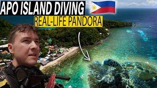 Here's why Philippines is the TOP DIVING destination in the world  Dauin & Apo Island diving