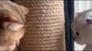 Милота да и только! Ч.8