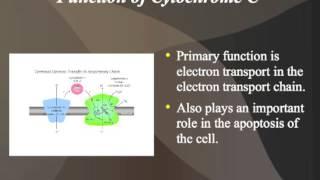 Cytochrome C, The Middle Child of the Electron Transport Chain