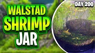 Thriving Walstad Shrimp Jar - Day 200 Update! My Planted Yellow Cherry Shrimp Ecosphere!