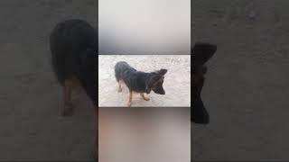 PG HOUSE DOG KENNEL, FARRUKHABAD German Shepherd