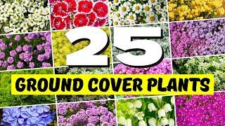 Top 25 BEST Ground Cover Plants to Make Your Garden Look AMAZING! 