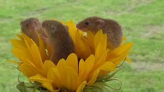 Harvest Mice