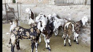 Biggest lot gujri goat full offer start 12500