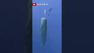 고래가 잠자는 방법#쇼츠