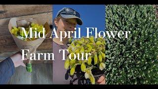 Tour my Michigan Flower Farm in the Middle of April #flowerfarming #cutflowers