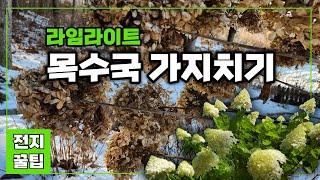 목수국 가지치기 | 4년차와 삽목둥이 라임라이트 전지 꿀팁 | 수형잡기, 올해 필 꽃의 개수도 계산 | 2월 강원도 정원