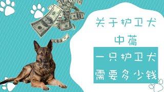 一只护卫犬需要多少钱，关于护卫犬你所需要知道的（中篇）