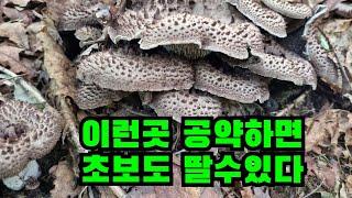 이런곳 공략하면  초보도 능이버섯을 딸수있다