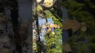 Место в Жетісу, где природа говорит шёпотом