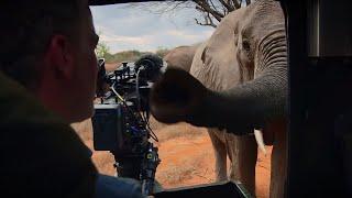 Curious Elephant Invades Car | BBC Earth