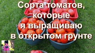 Помидоры еще никогда не были такими вкусными! Сорта томатов, которые я выращиваю в открытом грунте