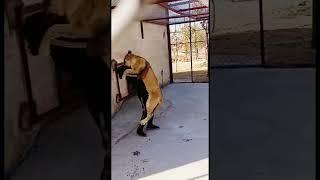 Loin attacks #foryou #loinfamily #shortstime #animation #cartoon #viralvideo