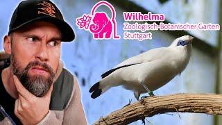 PRESERVATION of the BALISTAR THANKS to ZOOS?! Robert Marc Lehmann reacts to Wilhelma Stuttgart