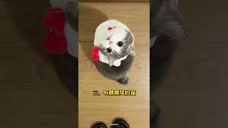 4种招财猫！第3种万里挑一 #新手养猫 #养猫经验分享 #cat #貓咪 #橘猫 #招财猫 #锦鲤猫 #流浪猫救助 #流浪猫 #萌寵 #貓咪日常
