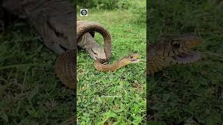 5 Animals That Can Kill Russell's Viper, The New Threat of Bangladesh. #shorts