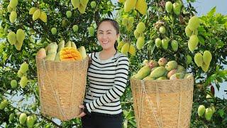 Satisfying with harvesting 100kg mango, selling and cooking | Emma Daily Life