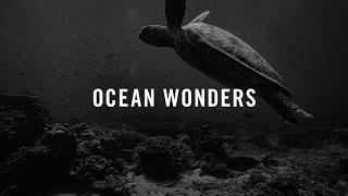 Ocean Wonders: Sea Turtle Migrations