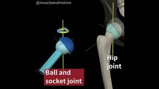 TYPES OF SYNOVIAL JOINTS: BALL AND SOCKET