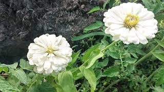 White Zinnia Flower