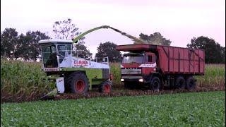 Maïs 2024 | Old Skool hakselen | Ginaf Max A15 | Claas Jaguar 690| Fendt |  Steyr |Maize harvest