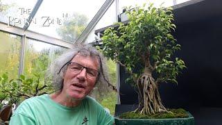 Summer Pruning the FrankenFicus, The Bonsai Zone, July 2024