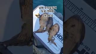 남해 무늬오징어 (24.08.12)1물