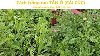 Cách trồng rau tần ô (cải cúc) vào mùa mưa vẫn phát triển tốt