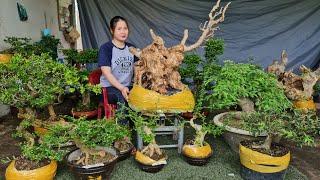 Cây cảnh bonsai hoa và trái các loại chào bán ngày 7th6 nhà vườn Thúy An